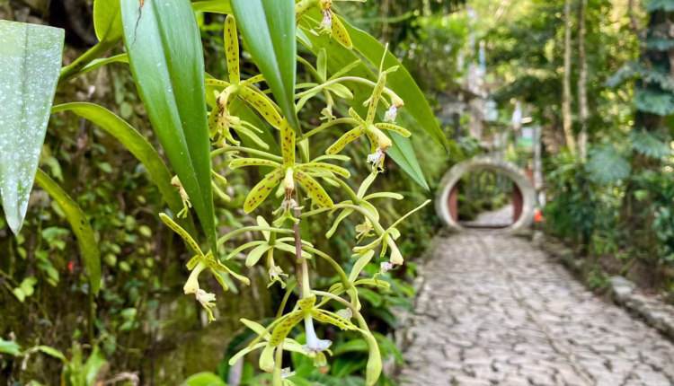 Orquidea Faroles (Epidendrum cristatum)