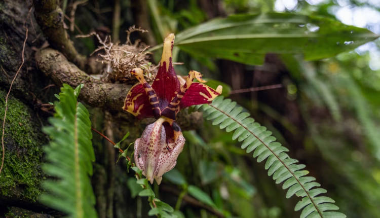 orquidea Dicaea neglecta