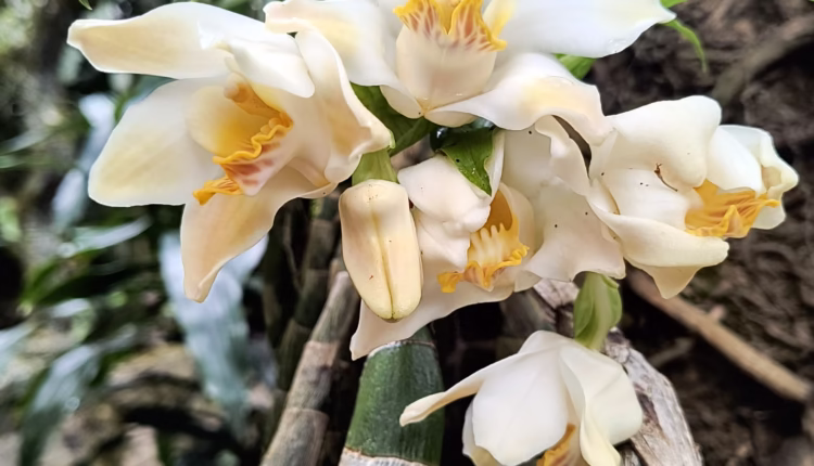 orquidea cera (Chysis bractescens)